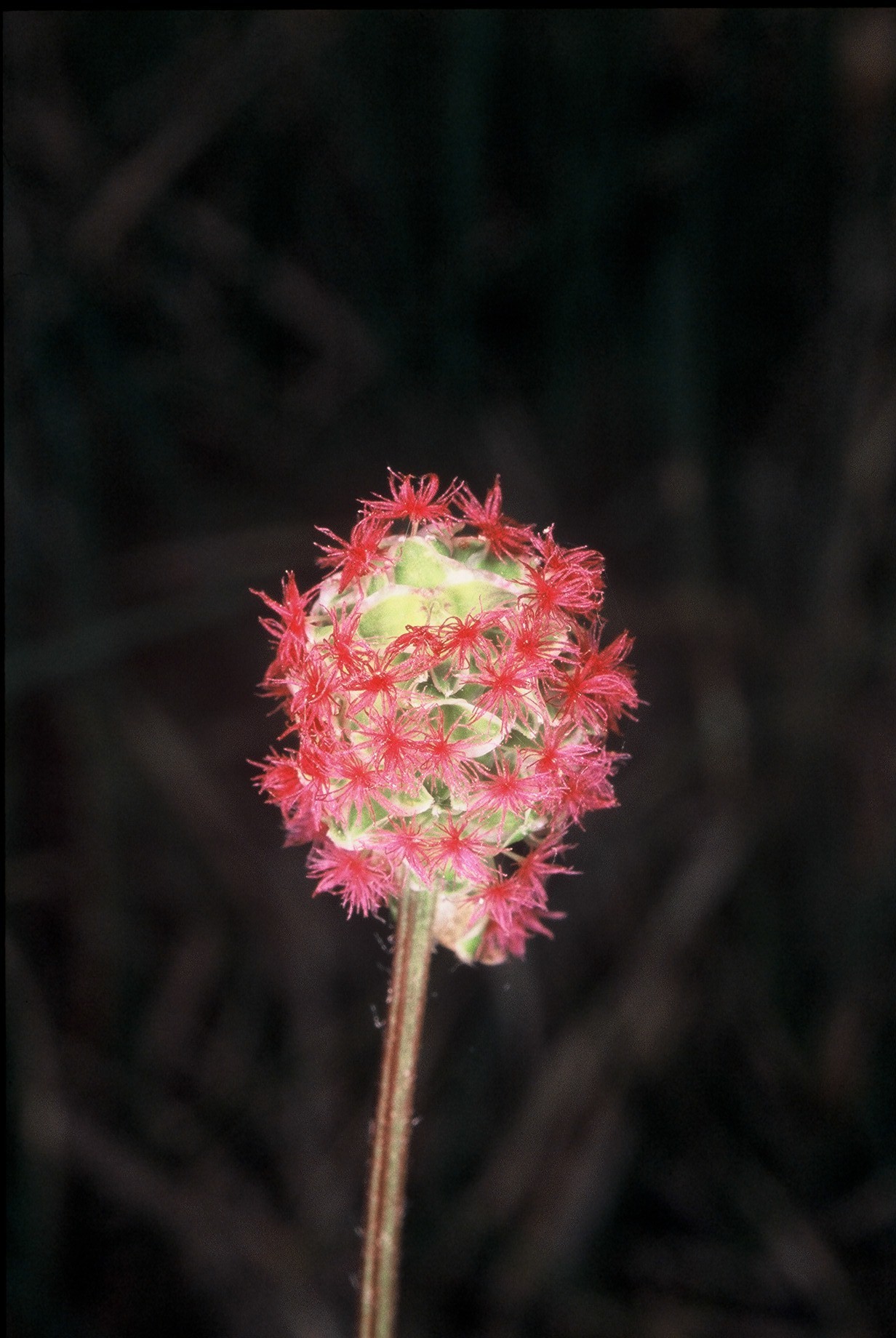 Sanguisorba minorfiori