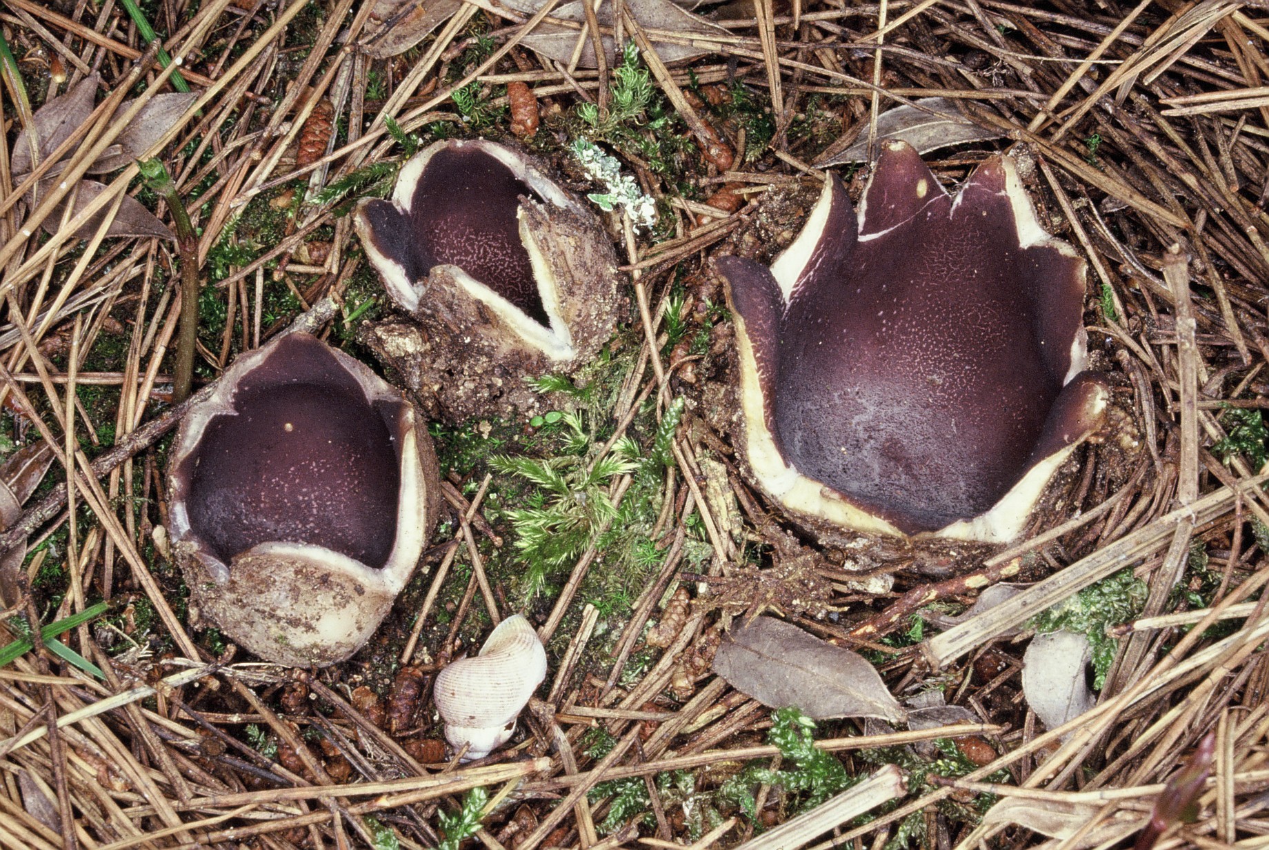 Sarcosphaera coronaria