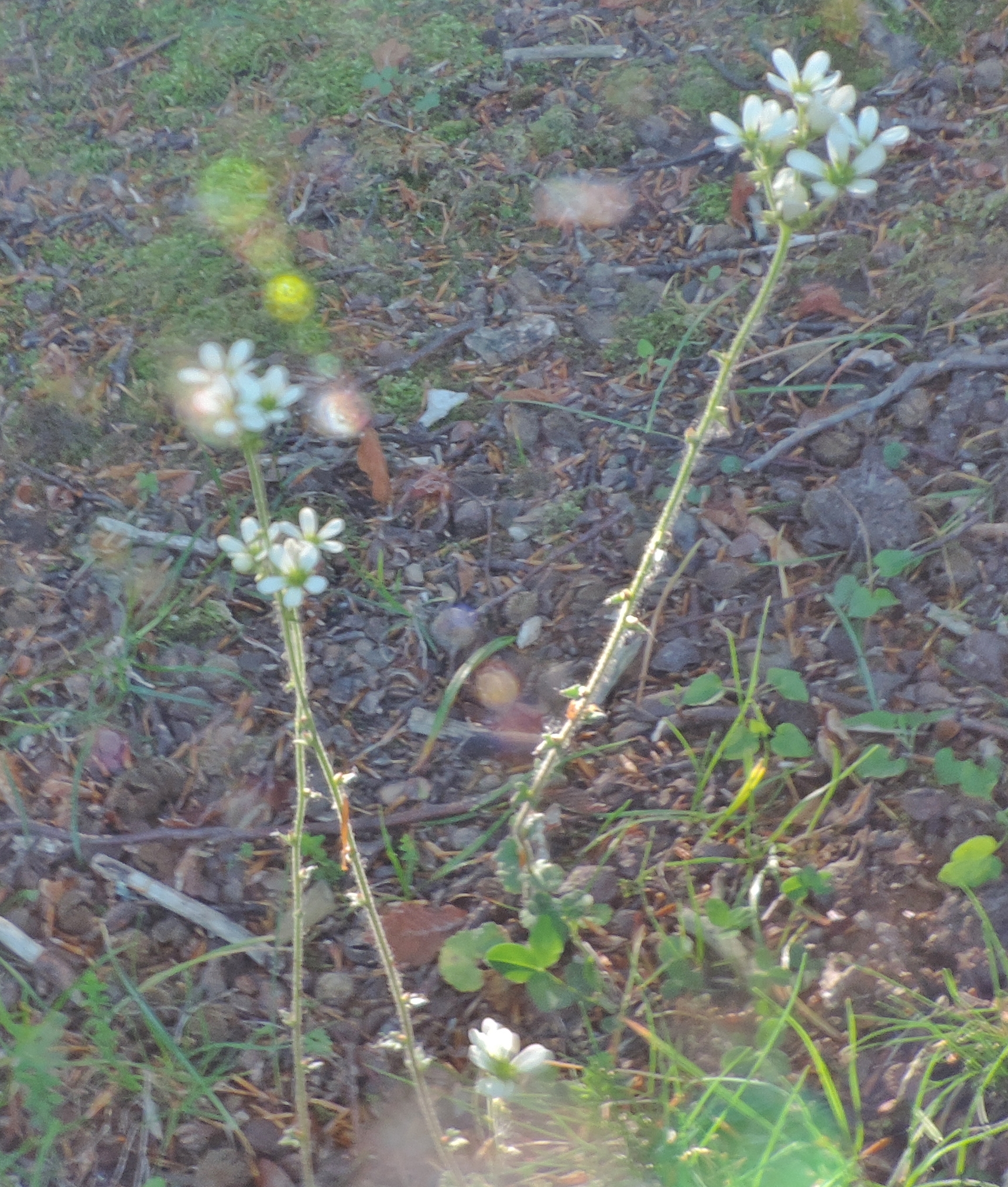Sassifragabulbifera