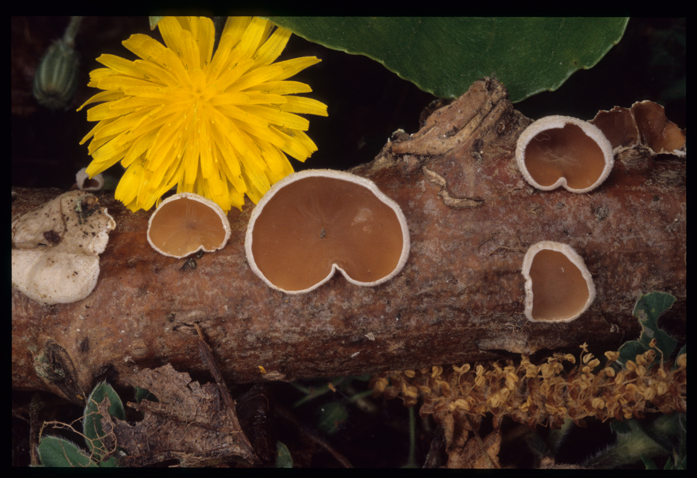 Schizophyllum amplum