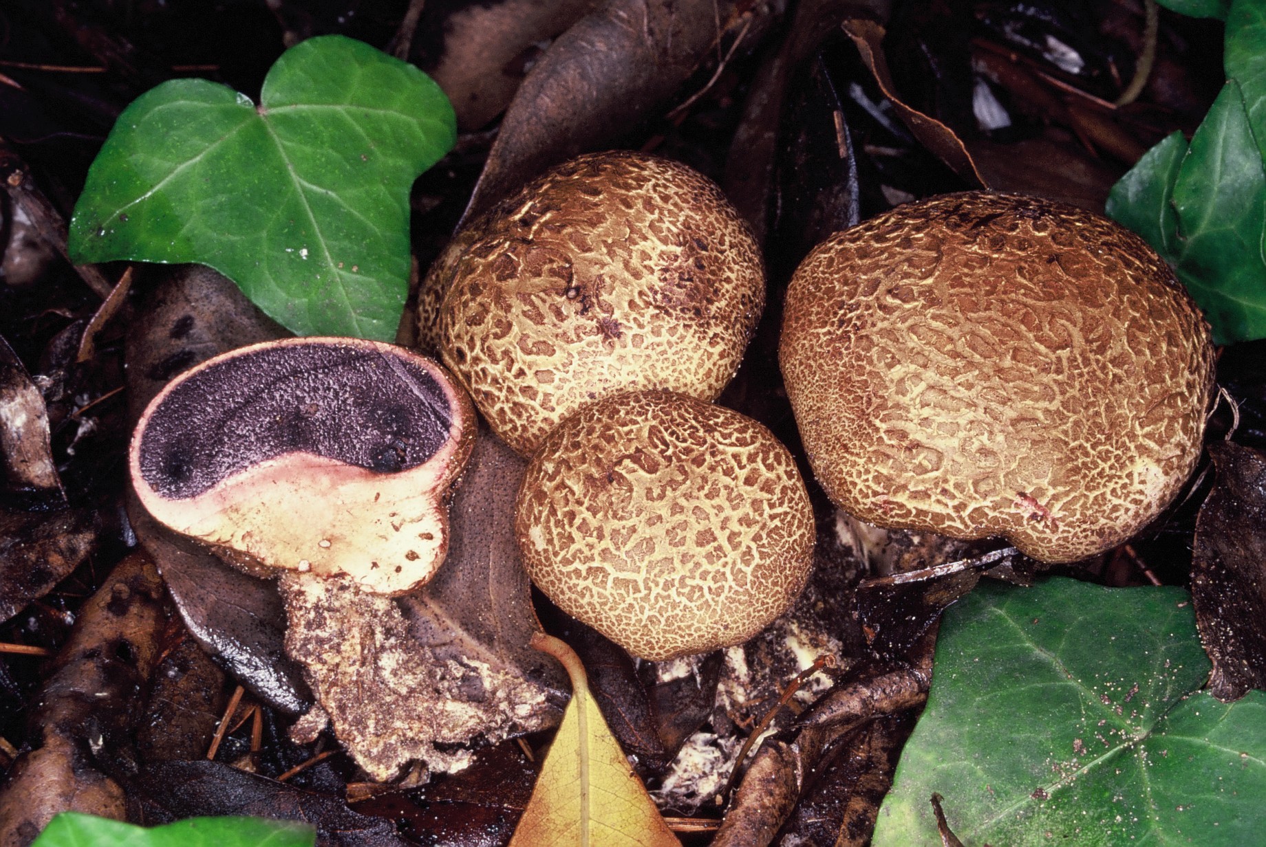 Scleroderma areolatum 1