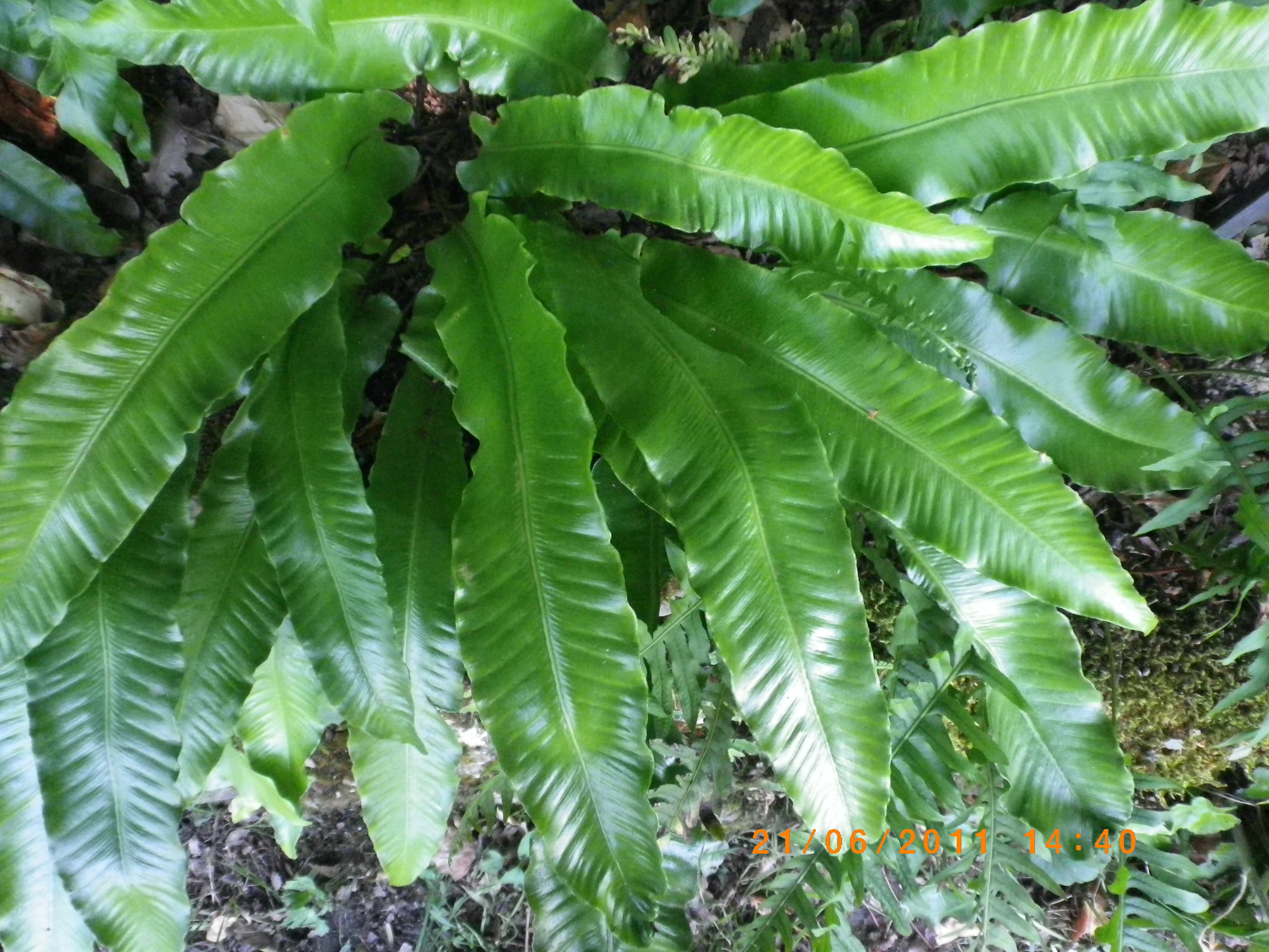 Scolopendrium