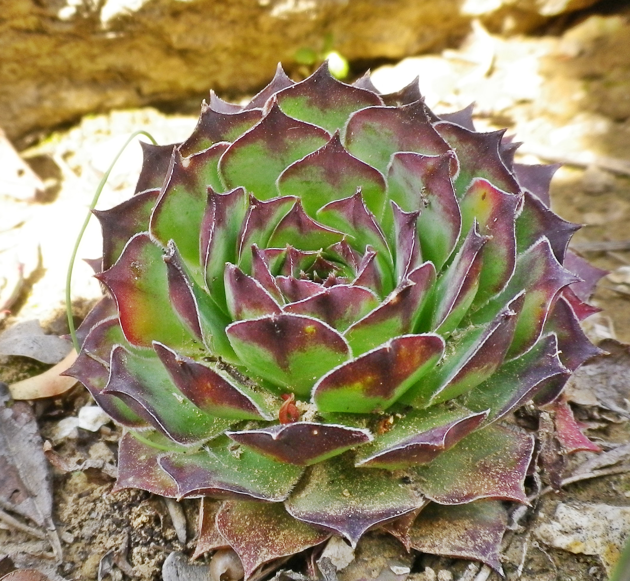 Semprevivumtectorum