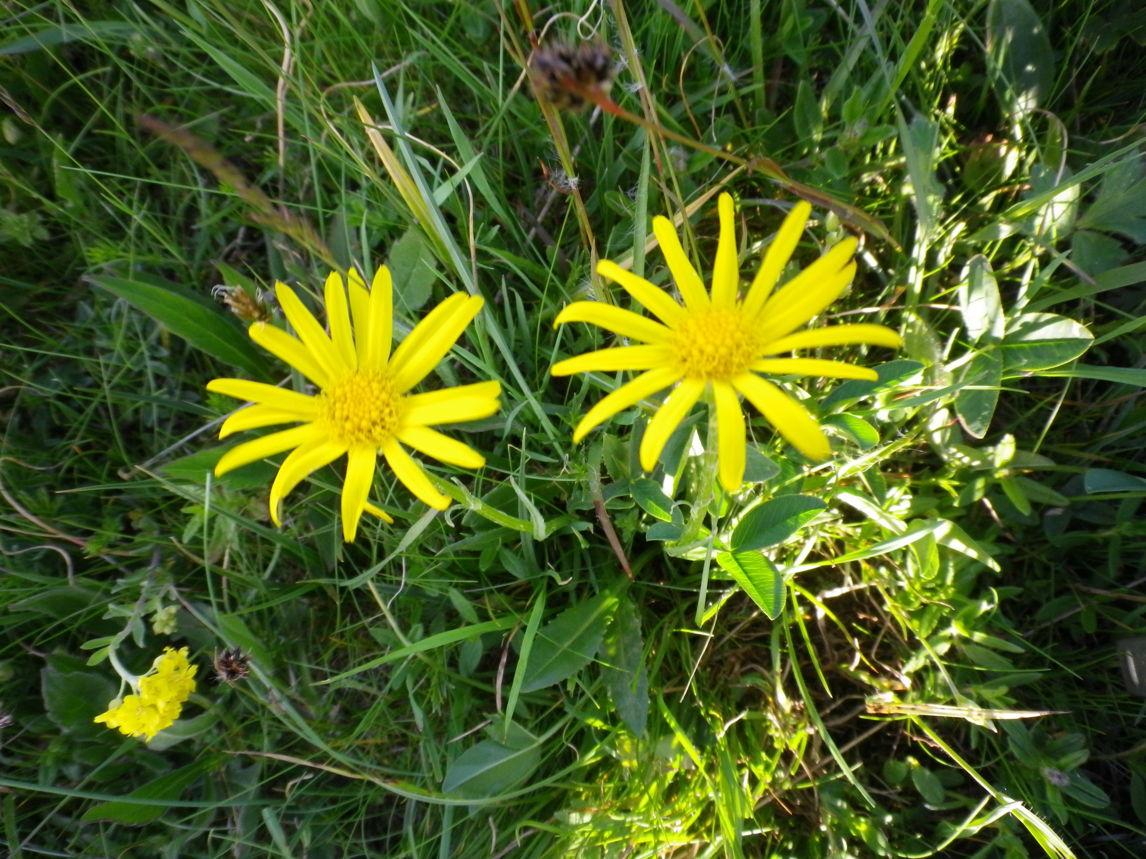 Senecio