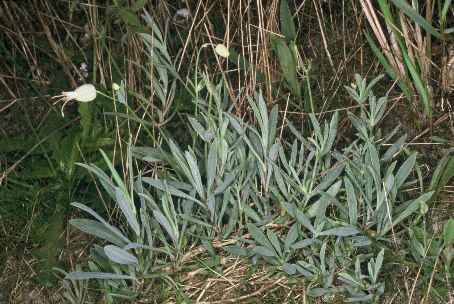 Silene vulgaris