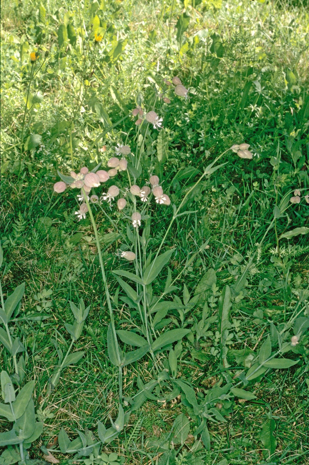 Silene vulgaris fiori