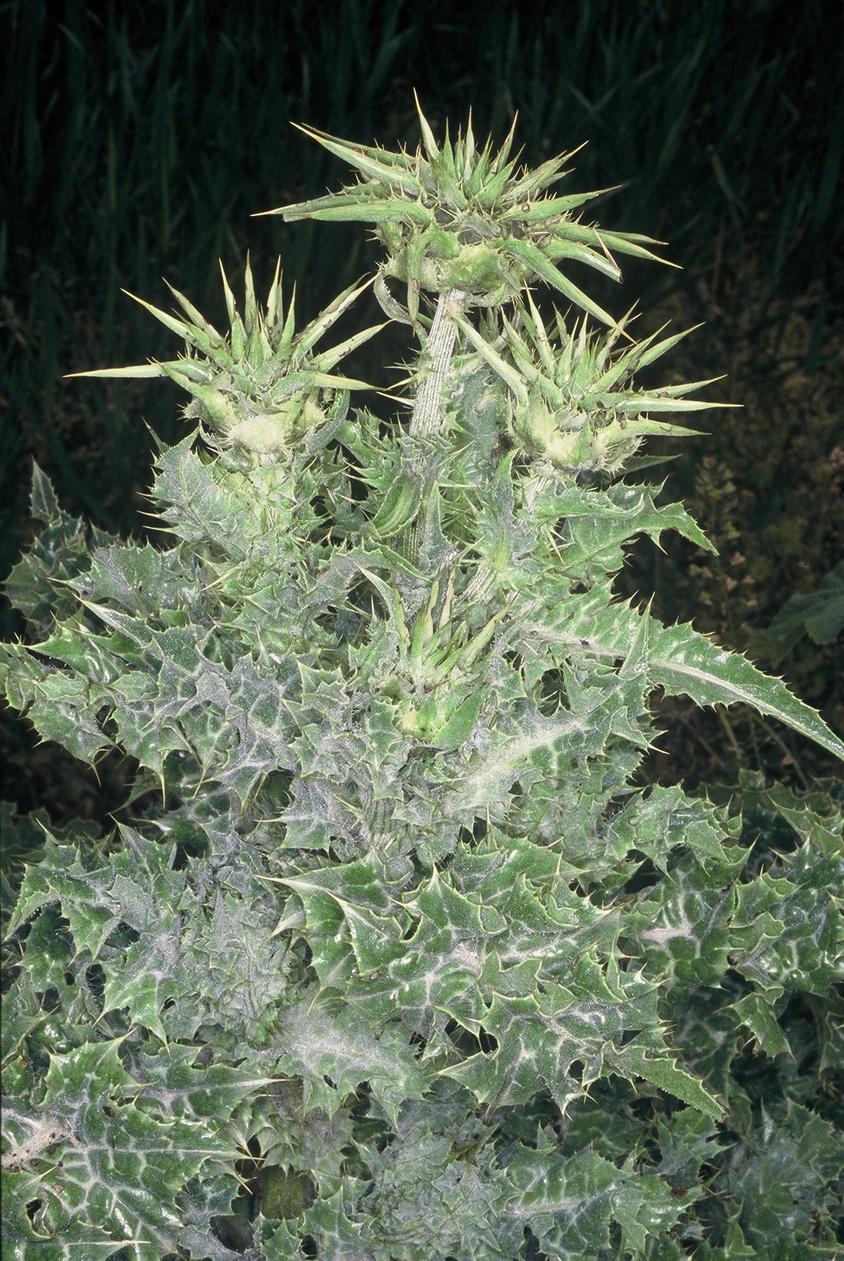 Silybum marianum