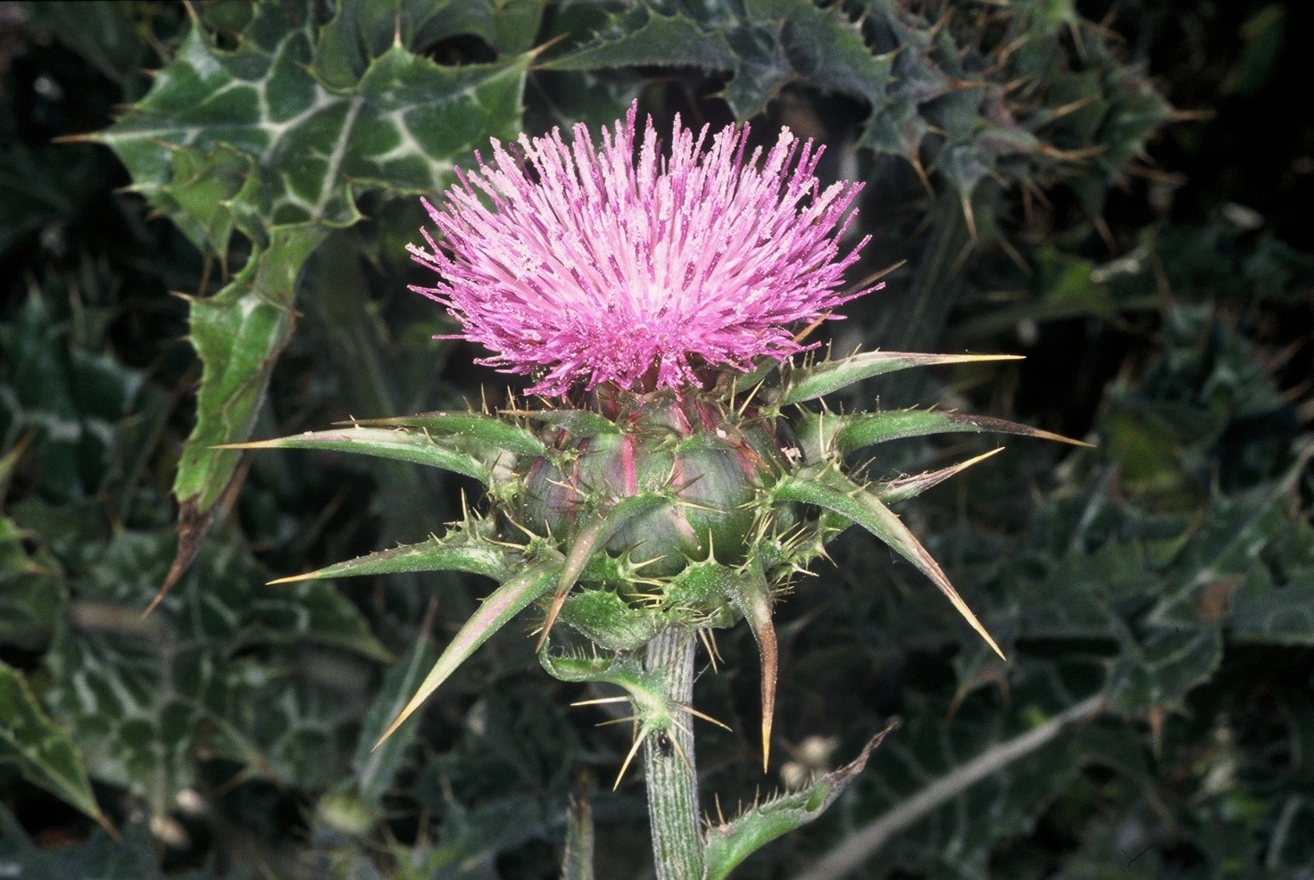 Silybum marianum fiore