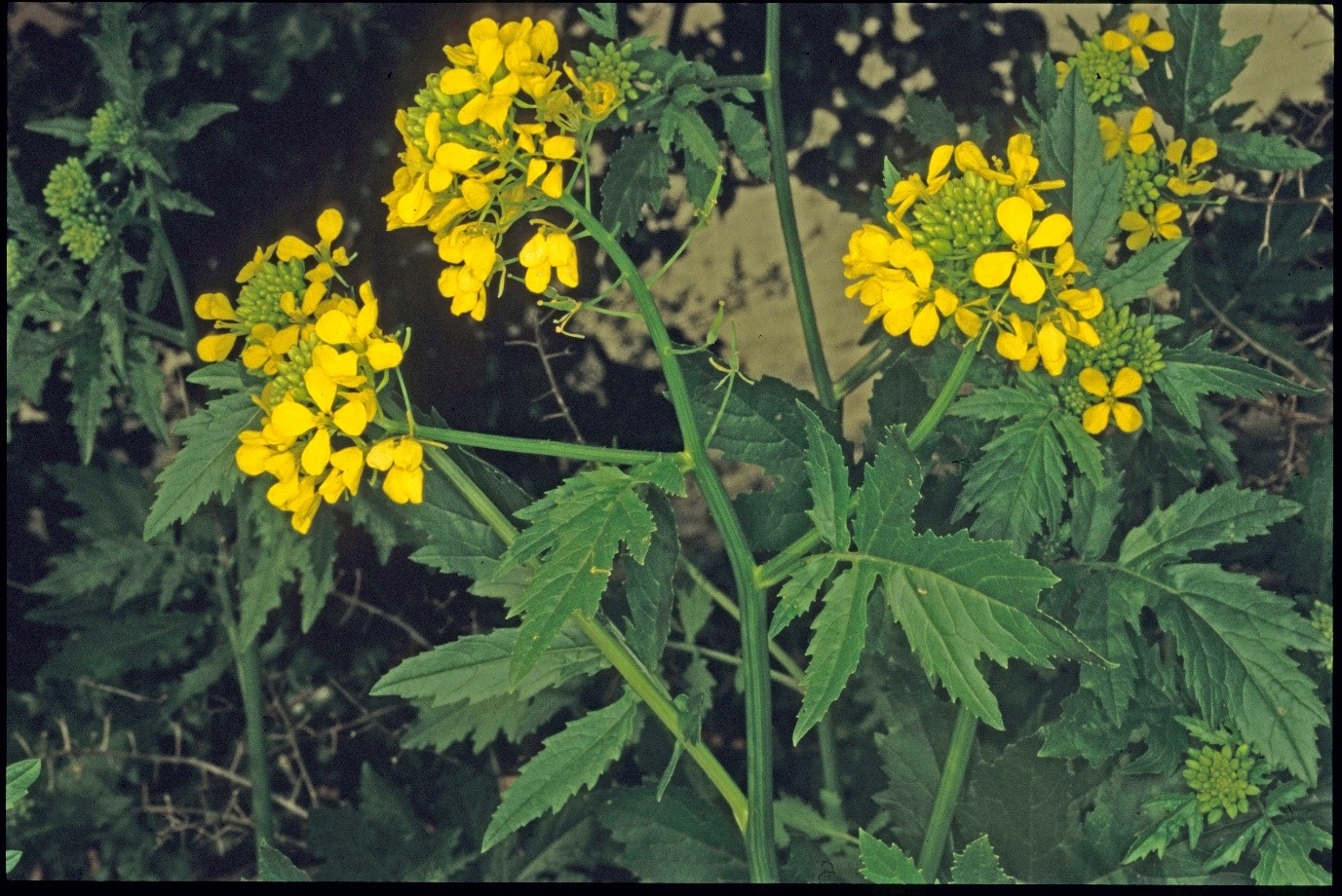 Sinapis alba fiori