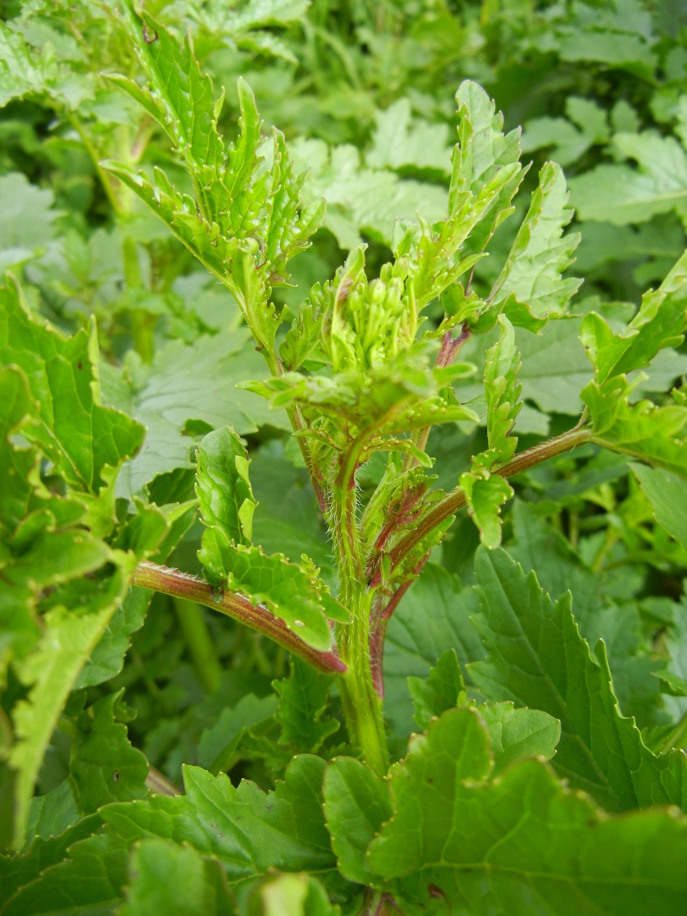 Sinapis alba particolare