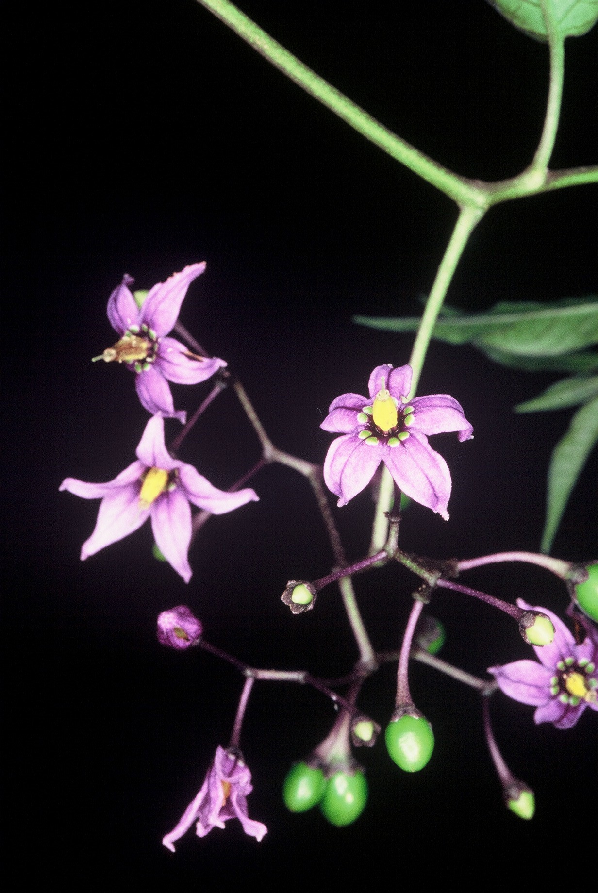 Solanum dulcamara fiori