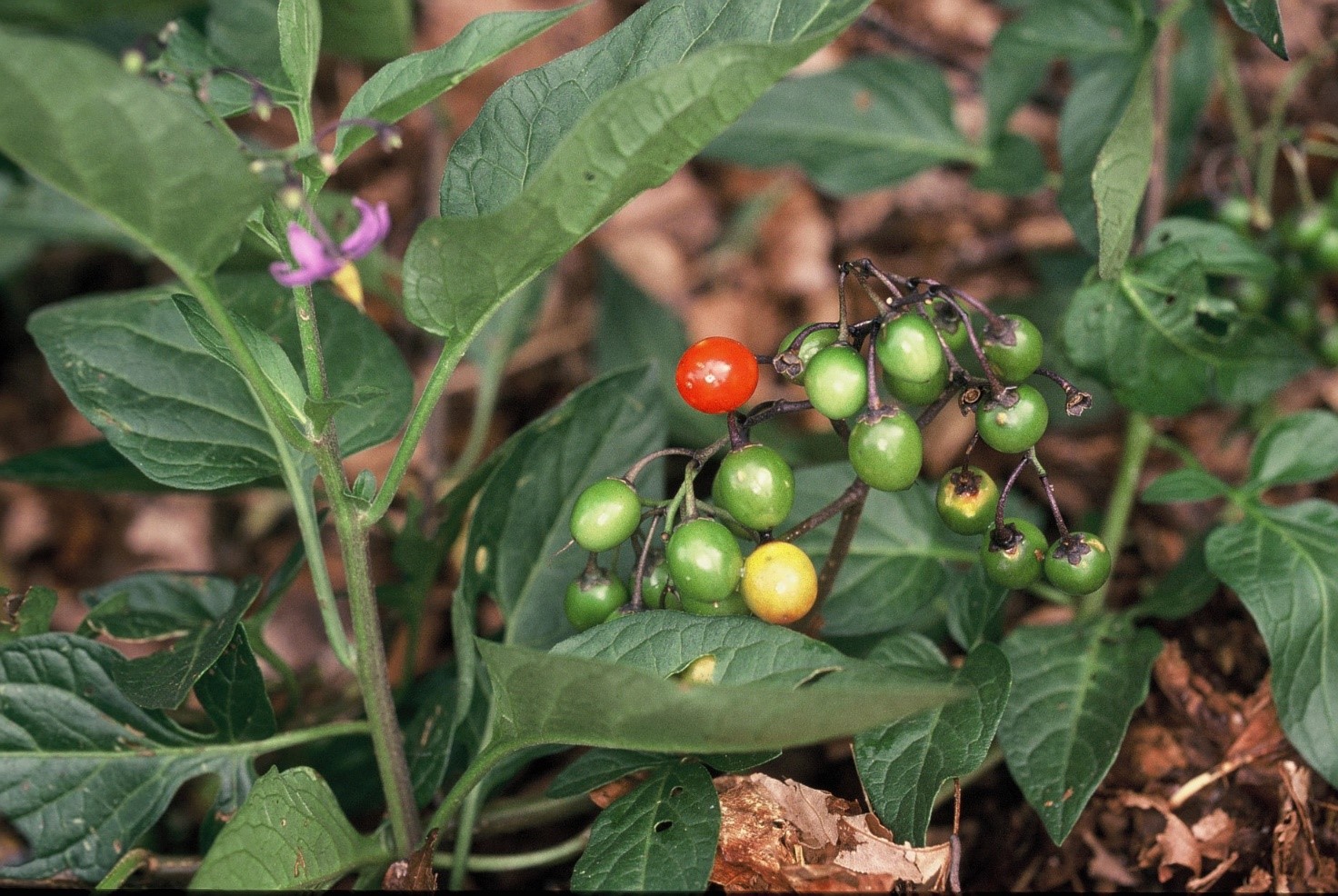 Solanum dulcamara frutti