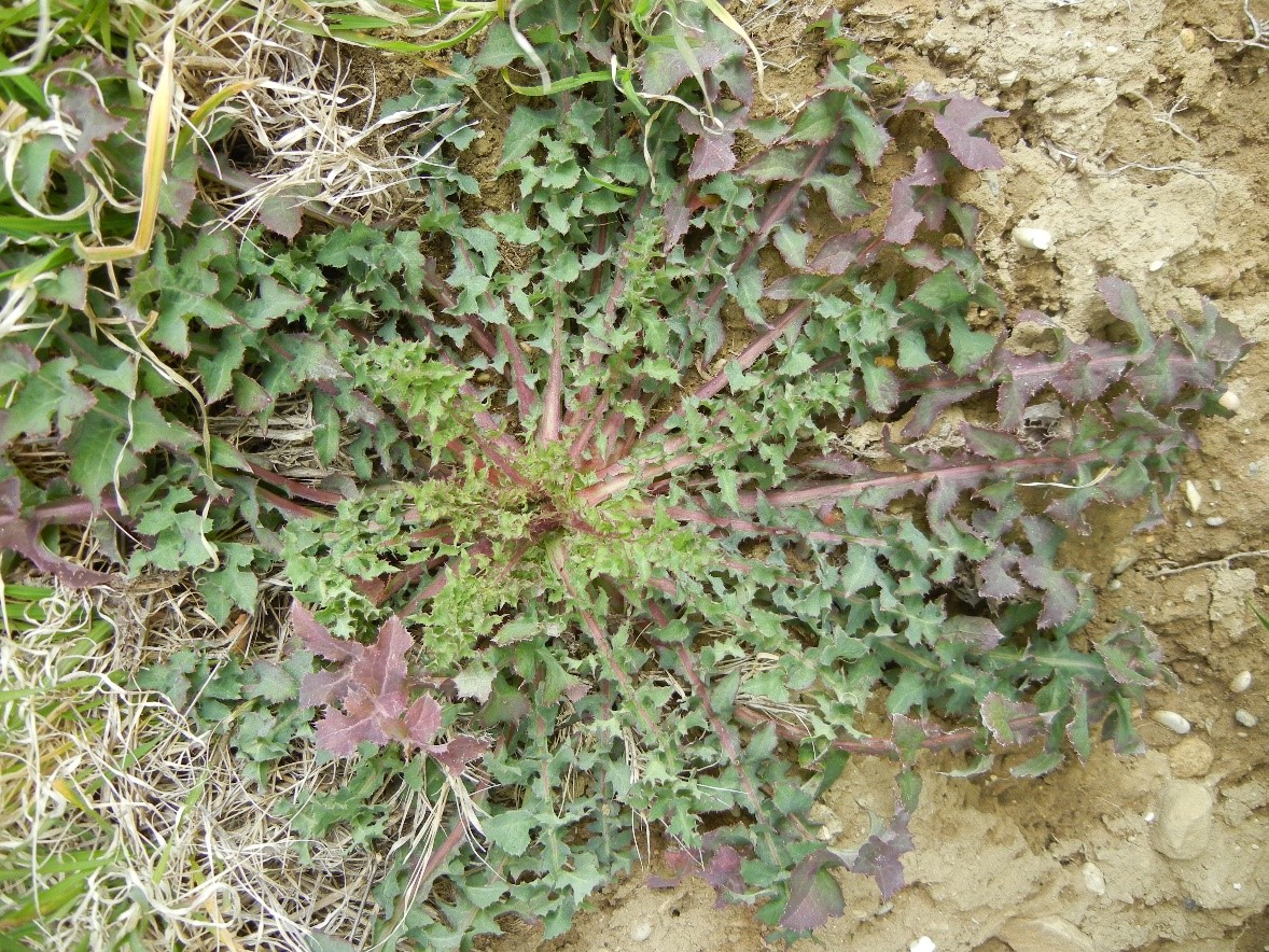 Sonchus oleraceus