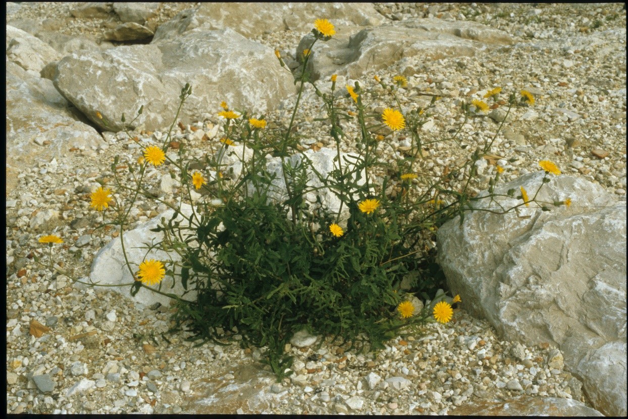 Sonchus oleraceus fiori