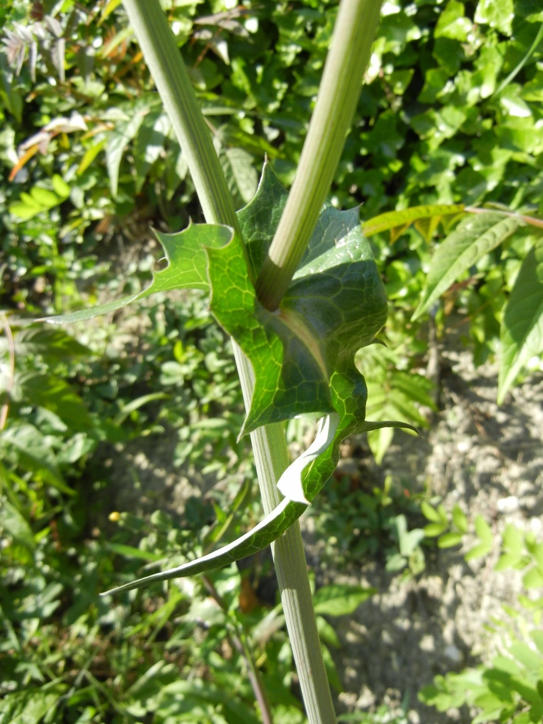 Sonchus oleraceusfoglie