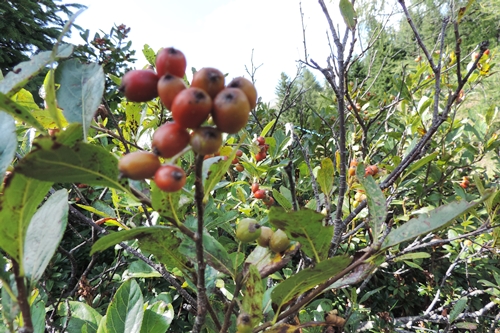 Sorbus chamaemSorbo alpino