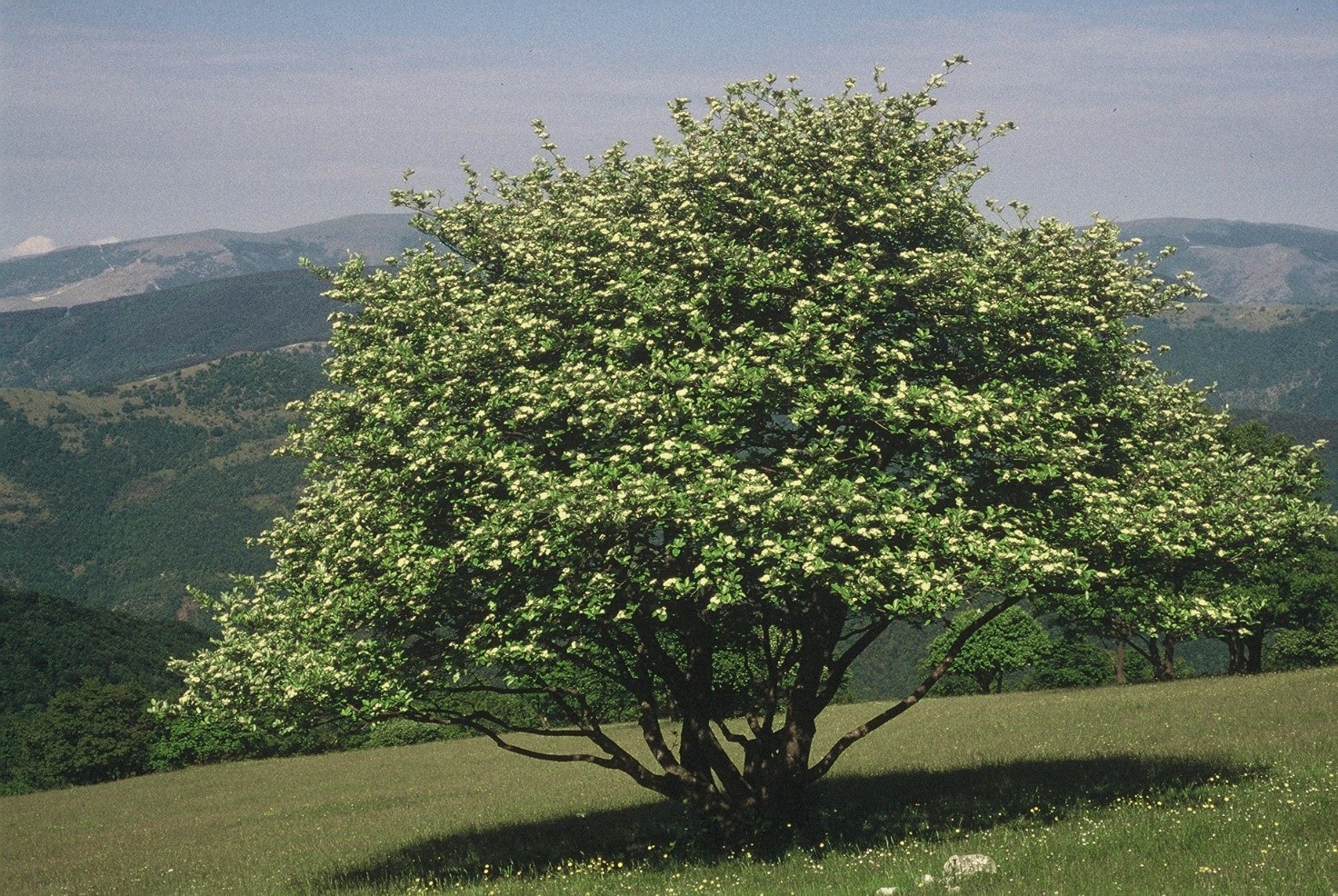 Sorbus aria