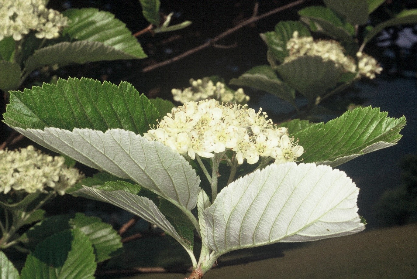 Sorbus aria fiori