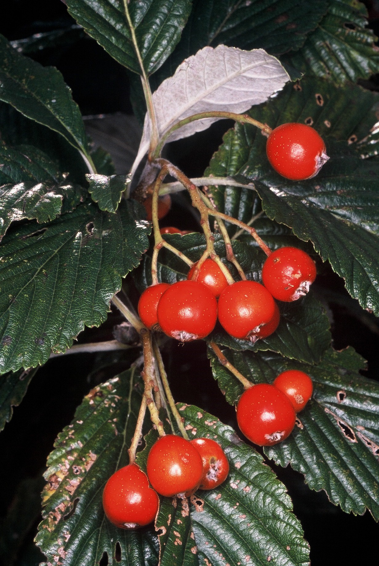 Sorbus aria frutti