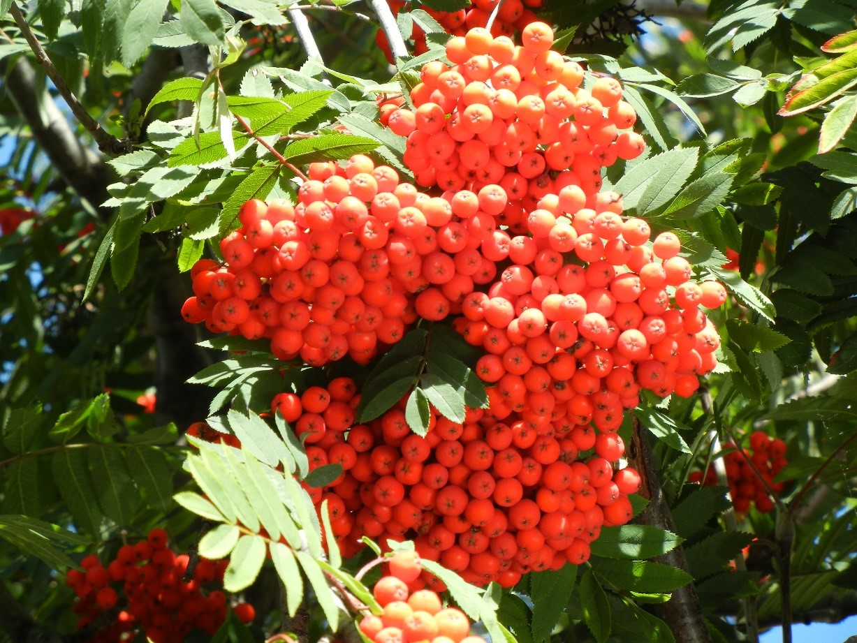 Sorbus aucuparia 1frutti
