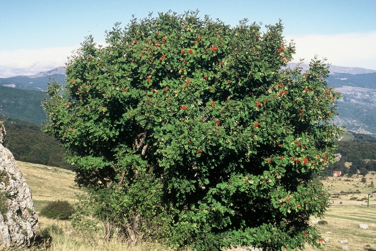 Sorbus aucuparia 2