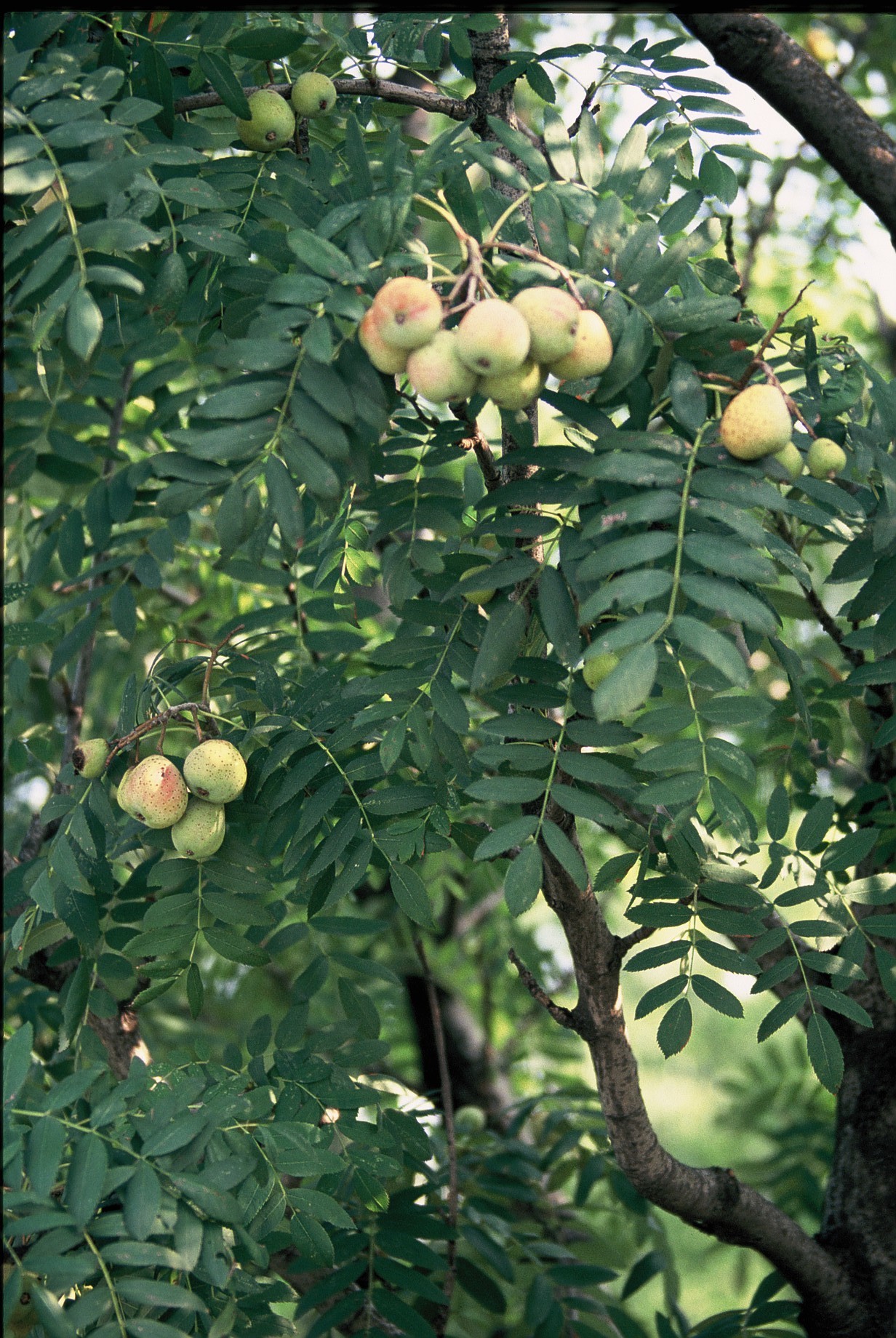 Sorbus domestica