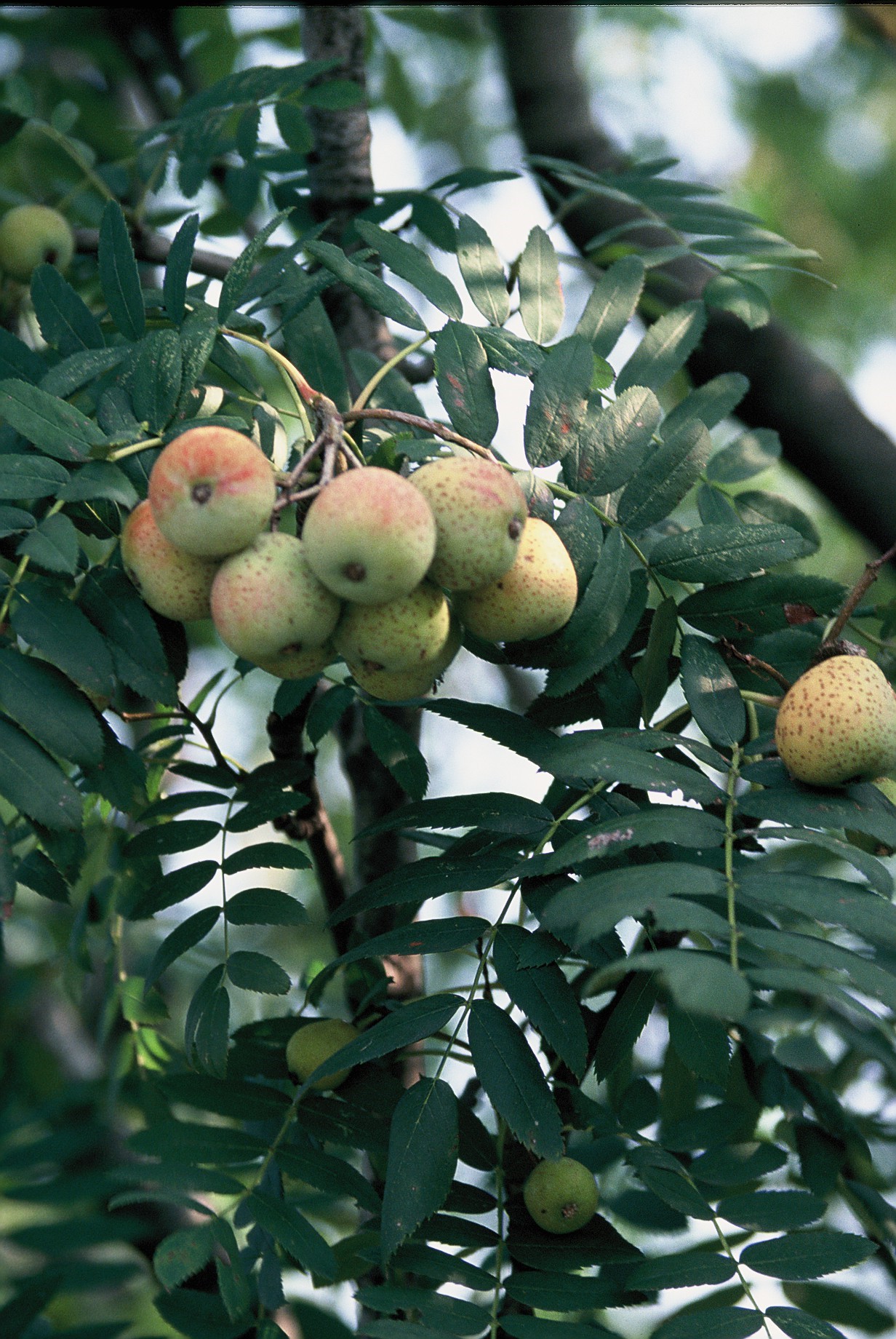 Sorbus domestica Frutti