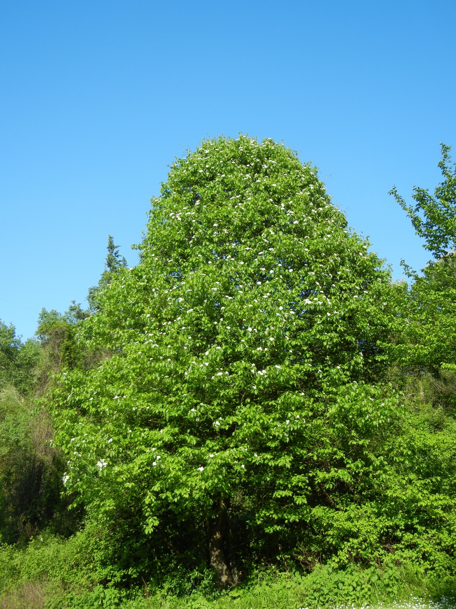 Sorbus torminalis