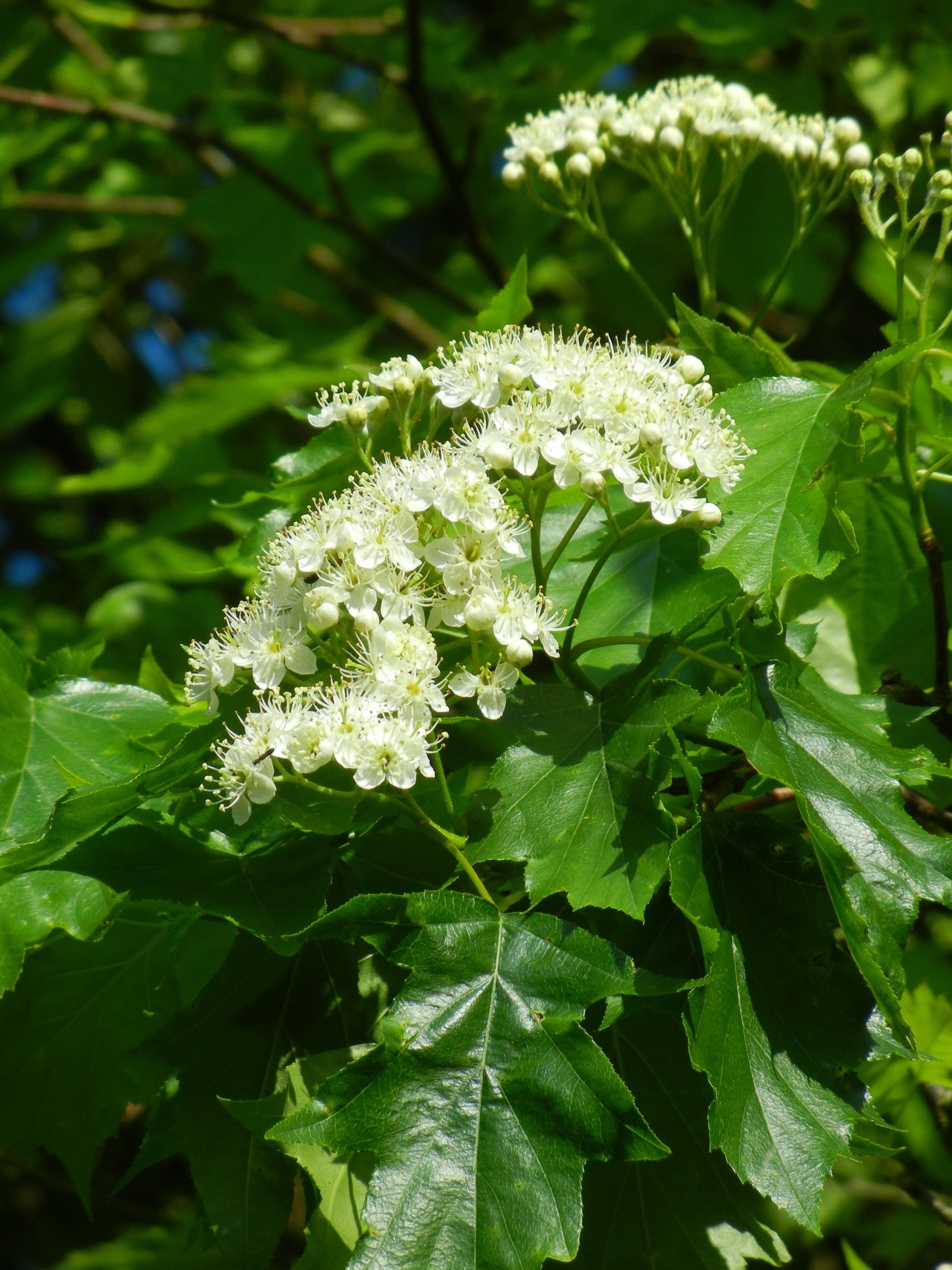 Sorbus torminalis fiori