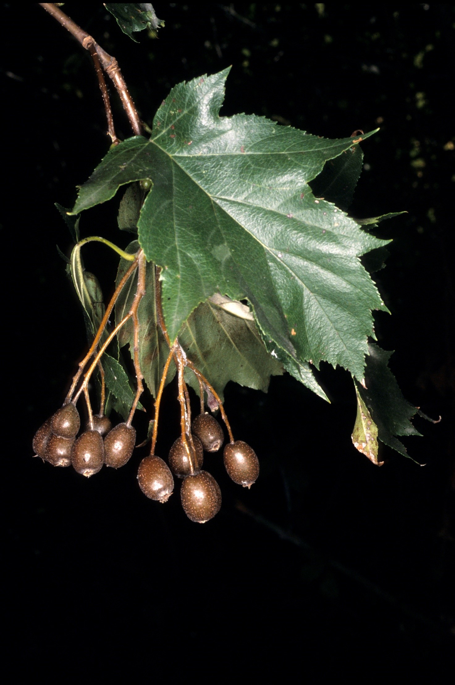 Sorbus torminalis frutti