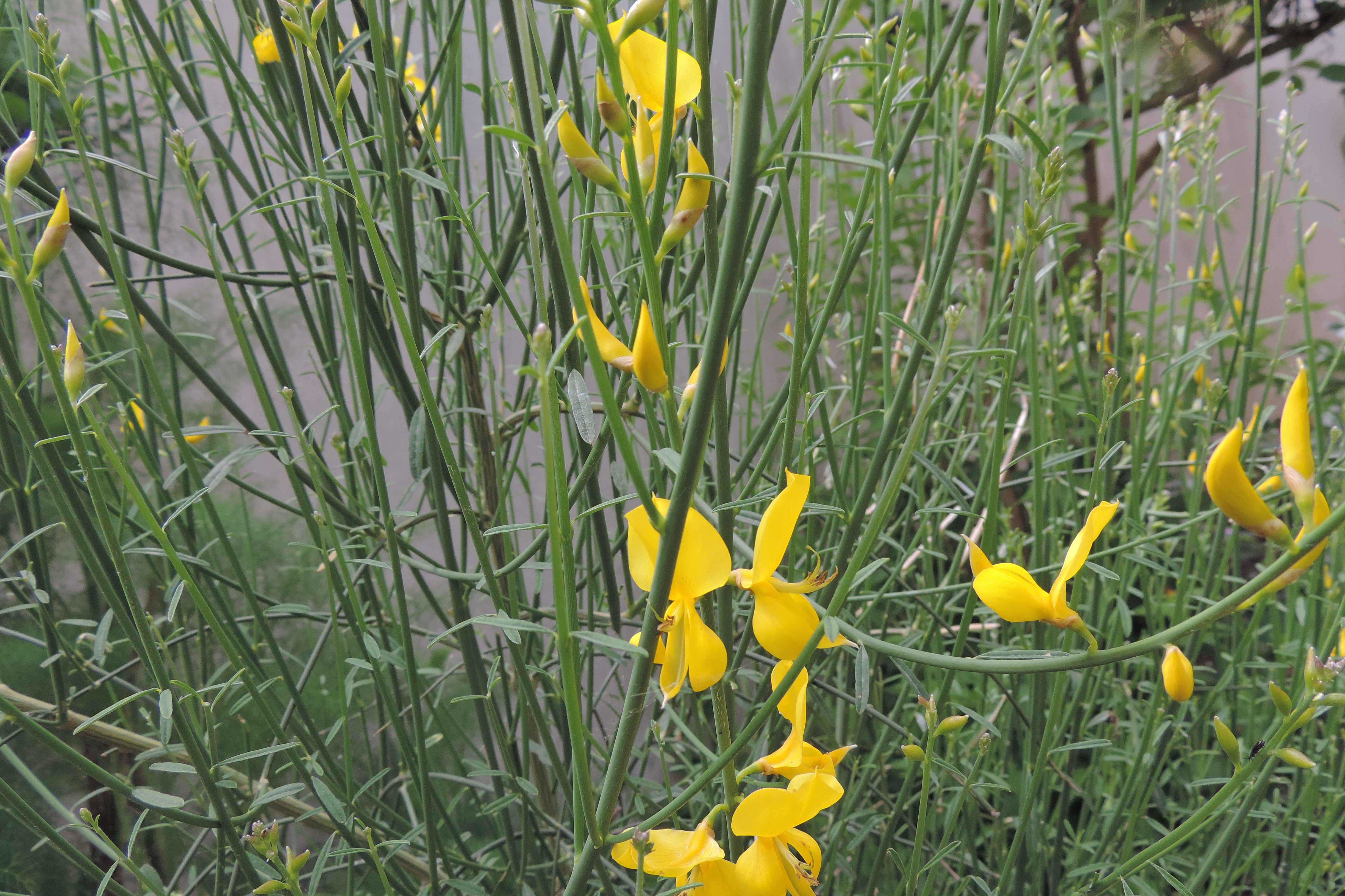 SpartiumGinestra