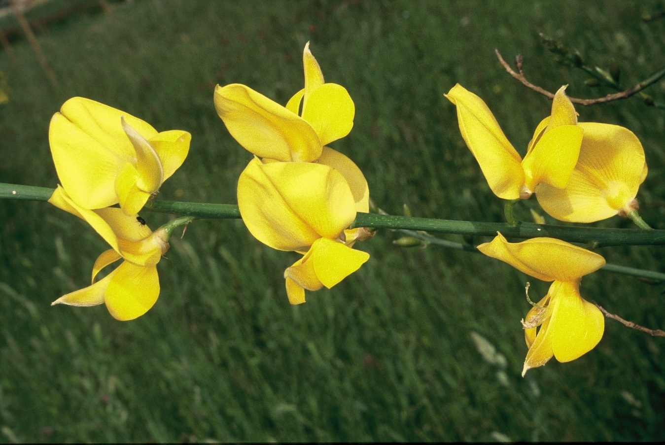 Spartium junceum Fiori