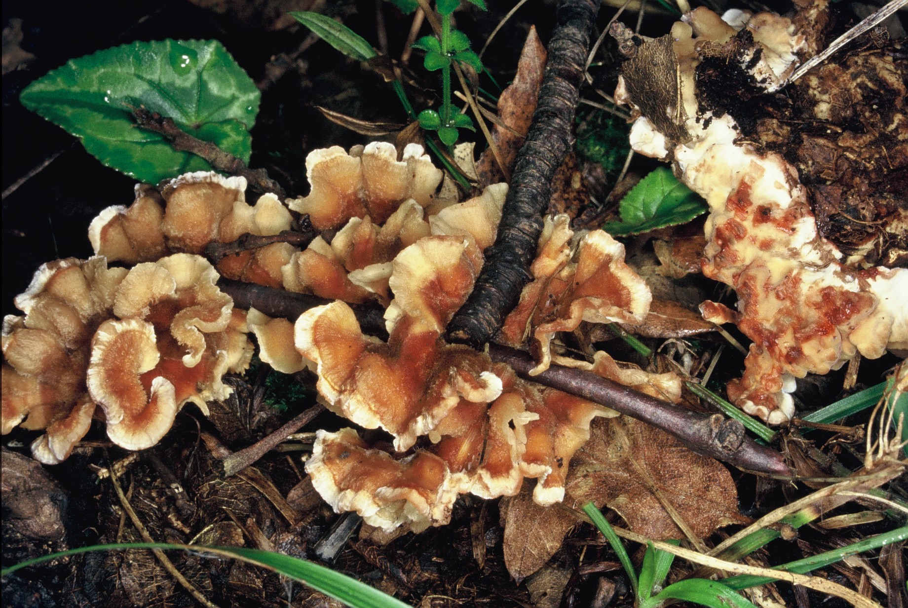 Stereum gausapatum
