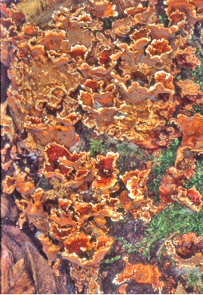 Stereum_gausapatum