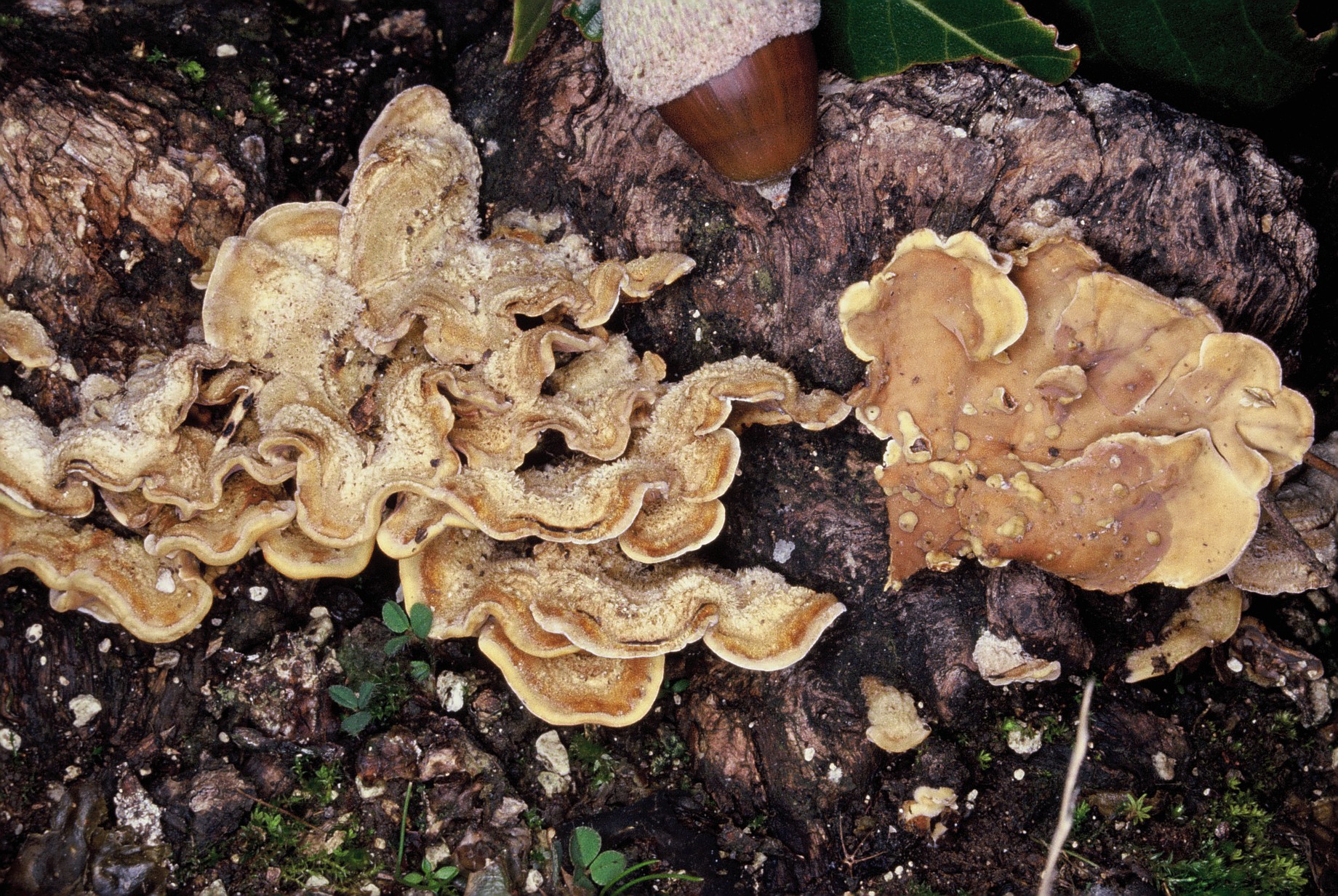 Stereum hirsutum1