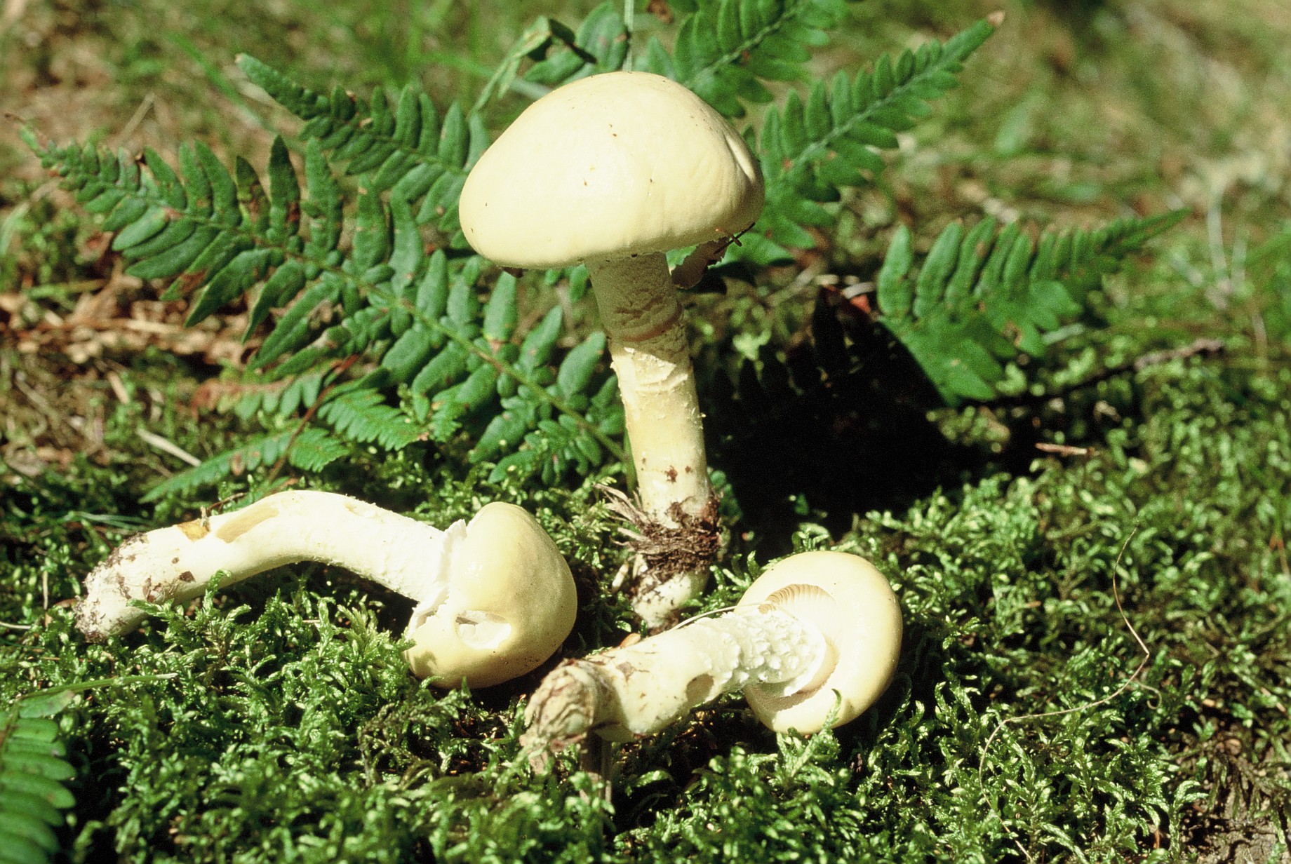 Stropharia hornemannii