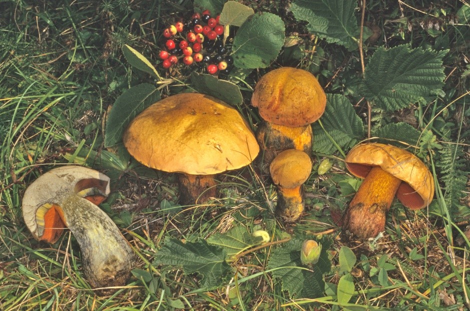 Suillellus luridus1