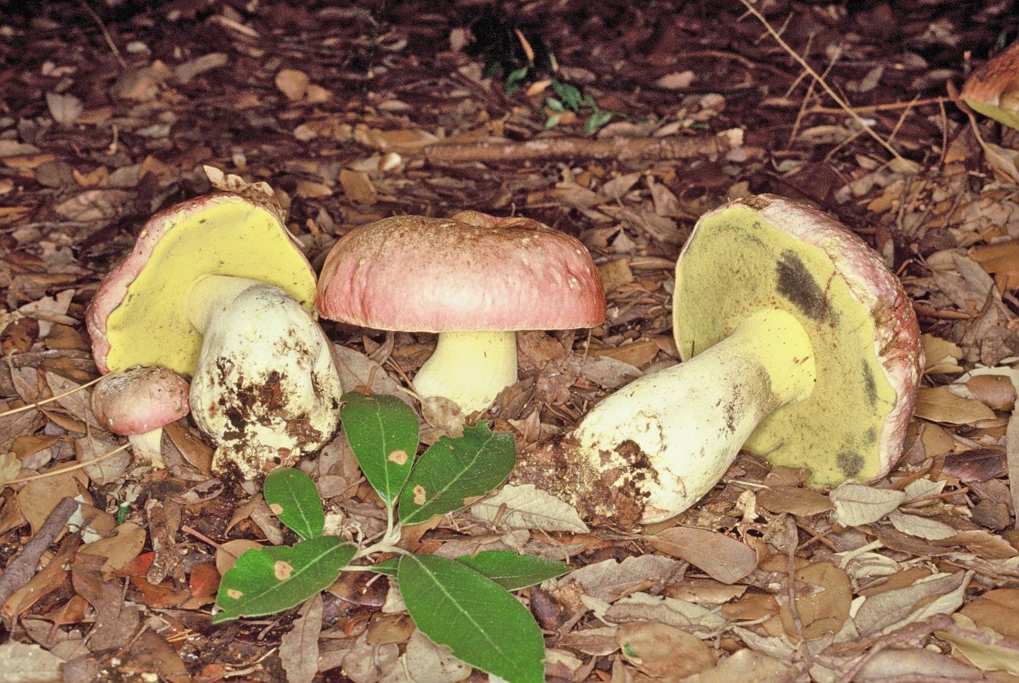 Suillellus pulchrotinctus