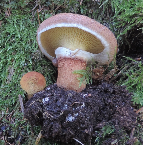 Suillus lakei Boletinus landkammeri