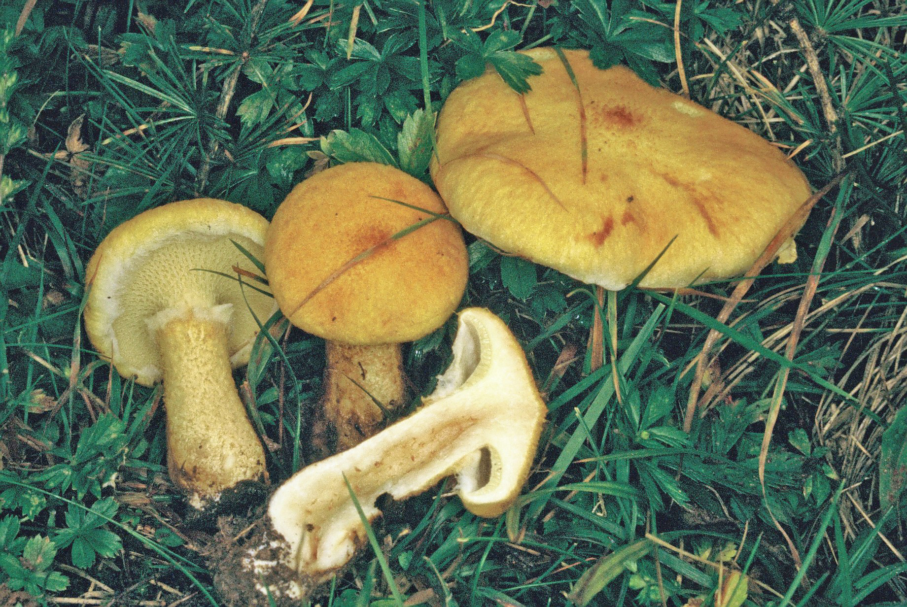 Suillus cavipes var aureus