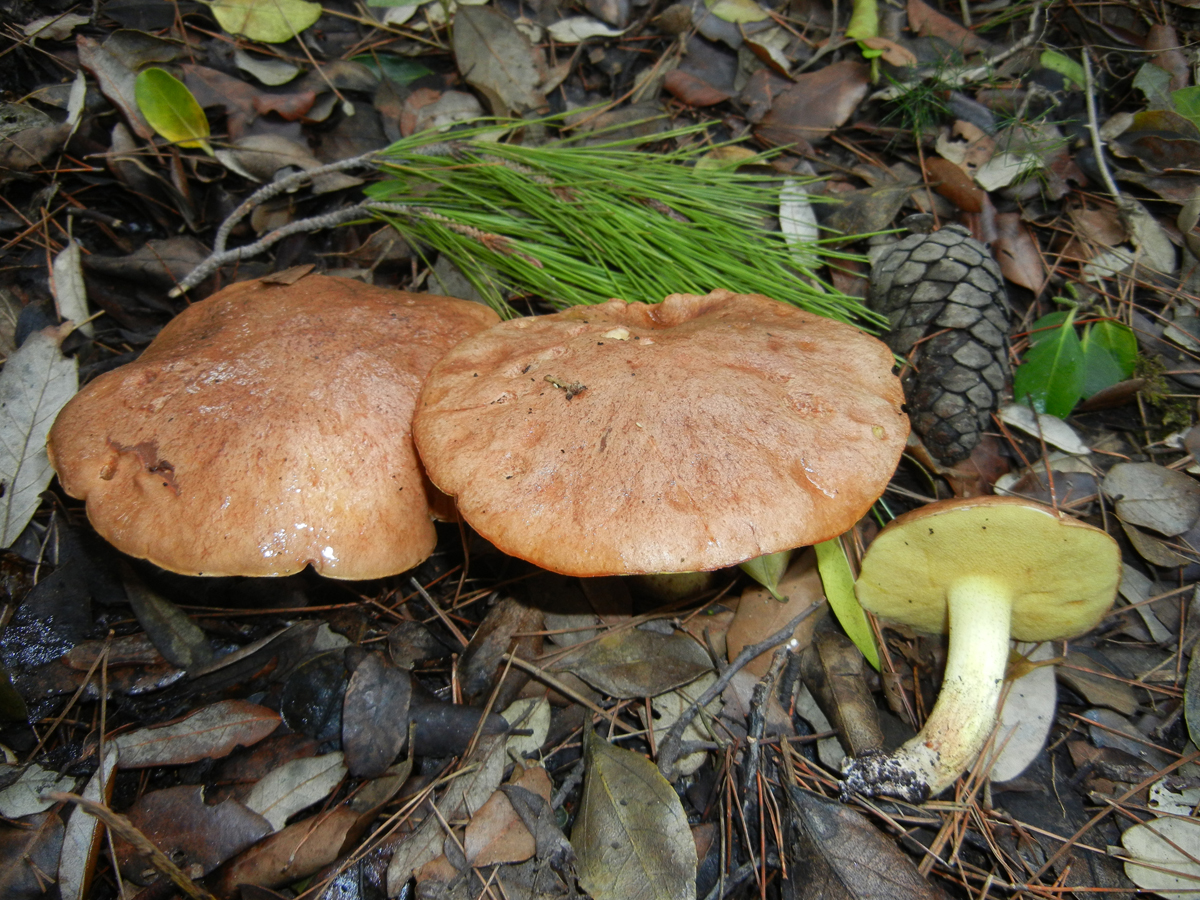 Suillus collinitus1