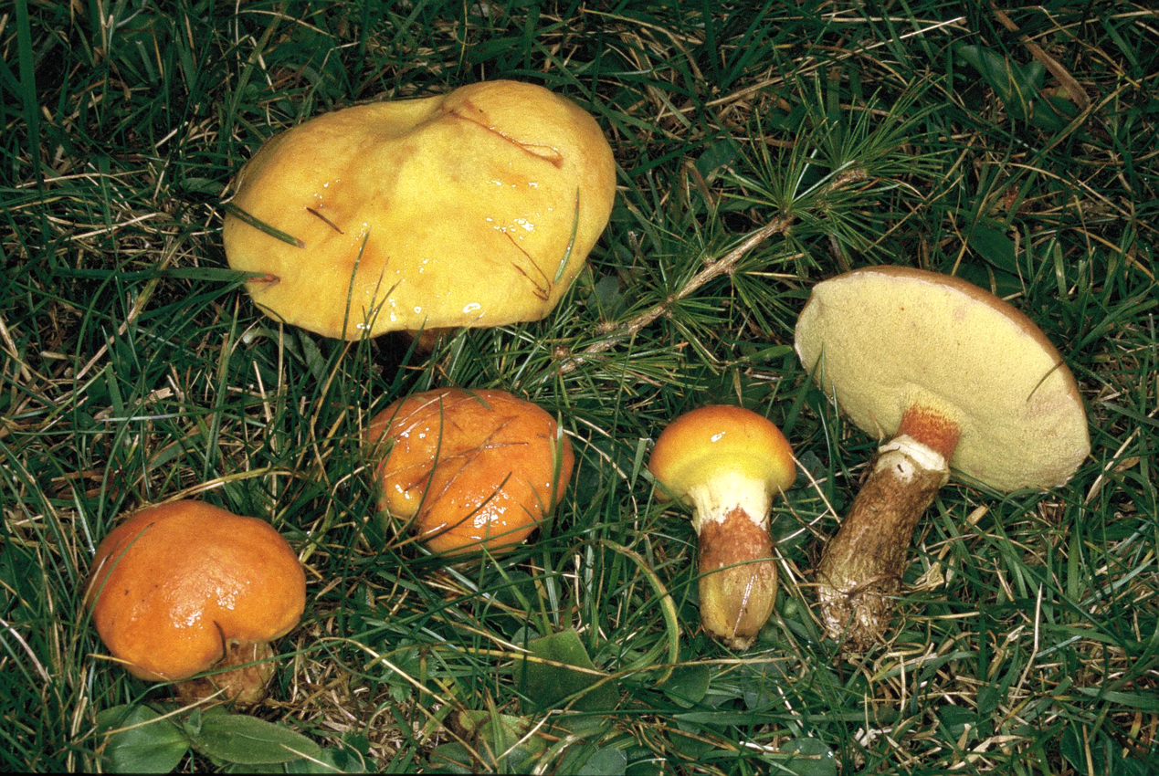 Suillus grevillei