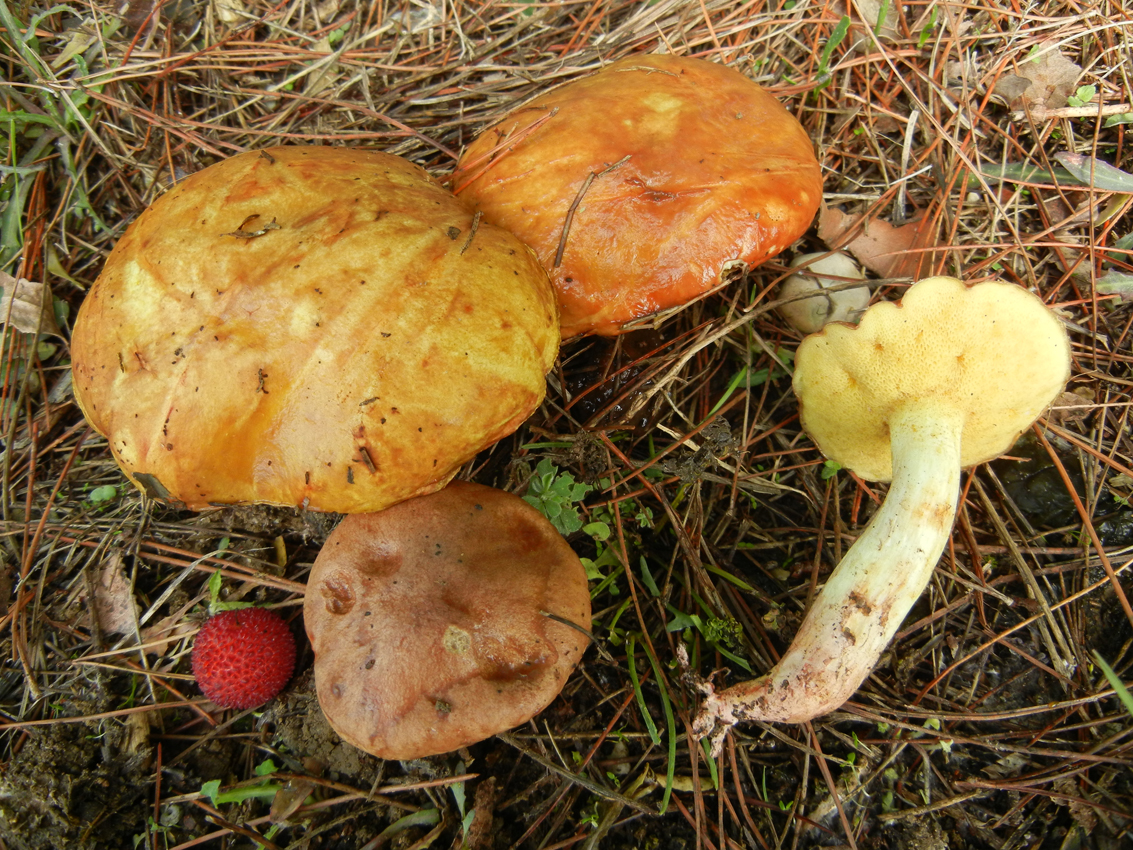 Suillus mediterraneensis1