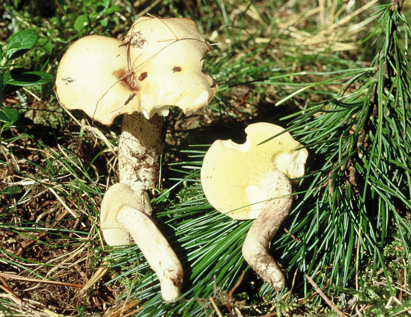 Suillus placidus1