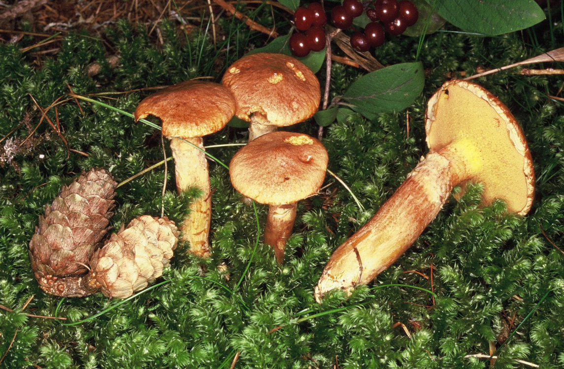Suillus tridentinus1