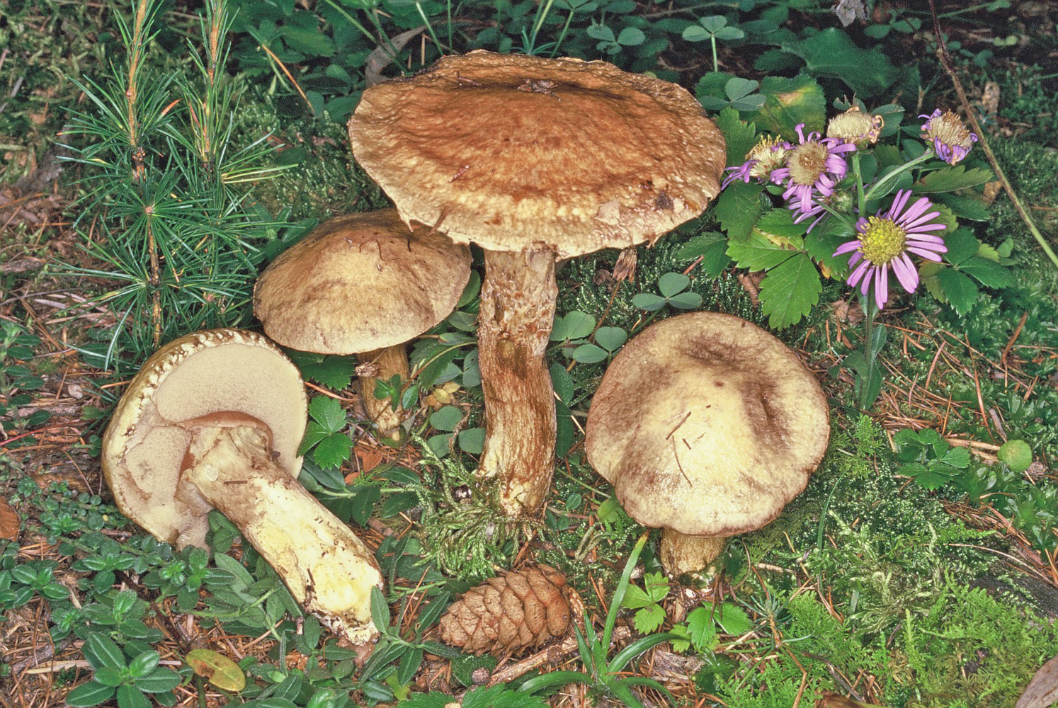 Suillus viscidus