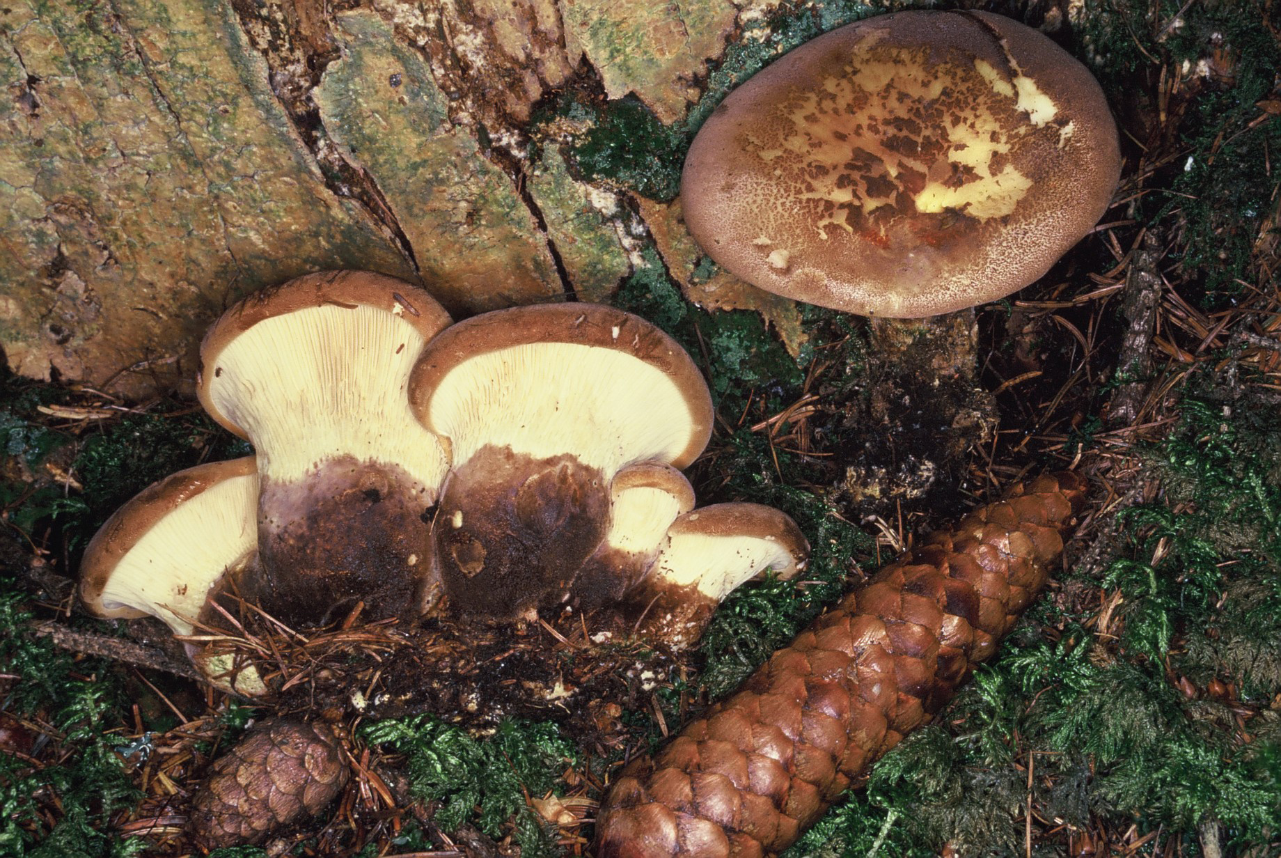 Tapinella atrotomentosa