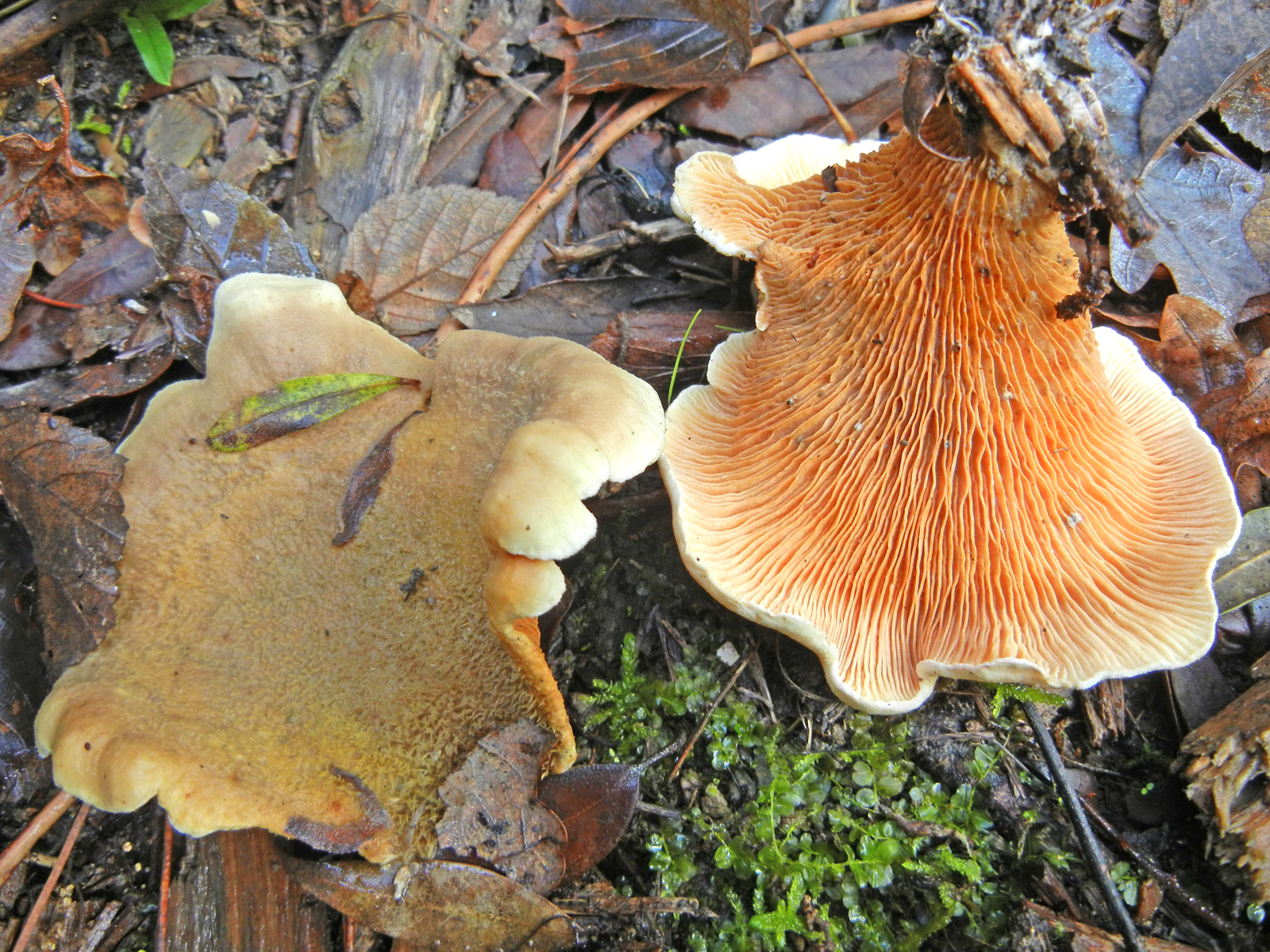Tapinella panuoides