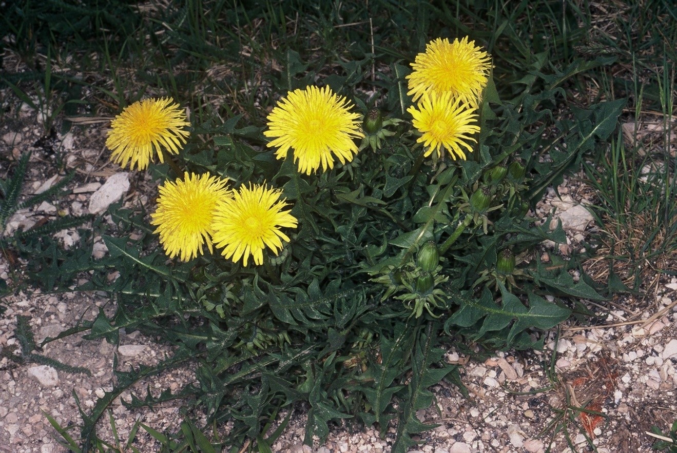 Taraxacum officinale Weber