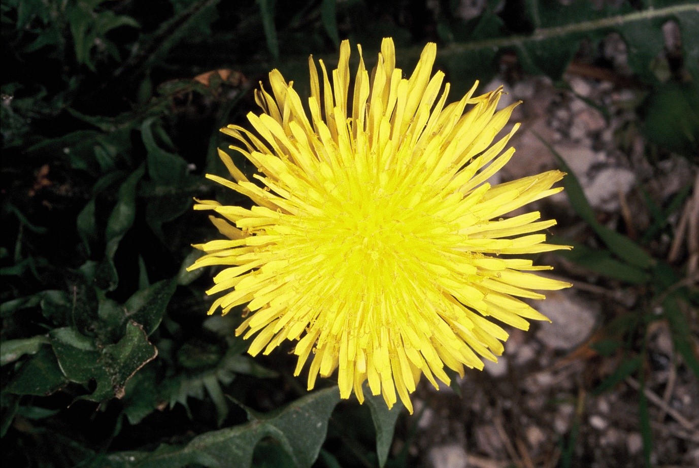 Taraxacum officinale fiore
